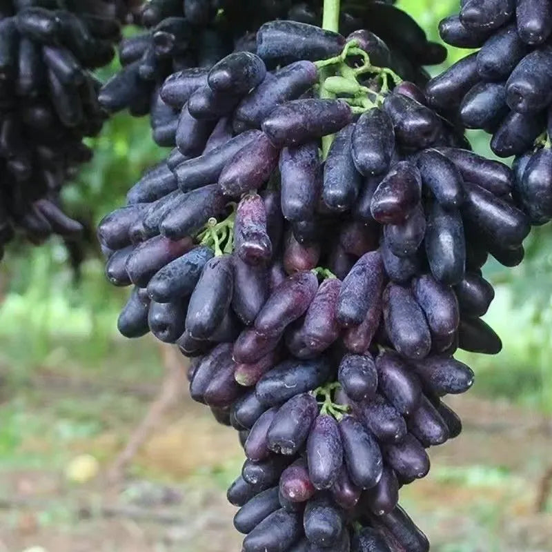 Último día 50% de descuento - Semillas de uva Sapphire de alta calidad - 98% de germinación