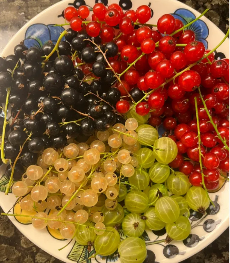 Rainbow Color Cape Gooseberry Seeds