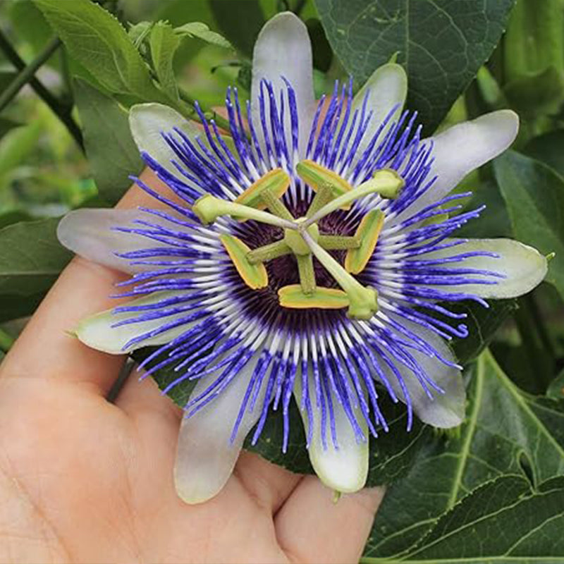 Semillas de pasiflora morada, hermosa flor exótica, perenne, para jardín al aire libre, flores cortadas para plantar, sin OGM