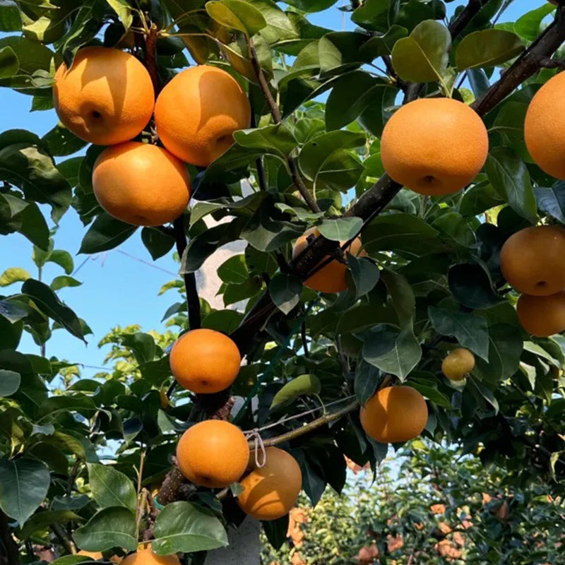 Semillas de pera Akizuki: grandes, dulces y jugosas