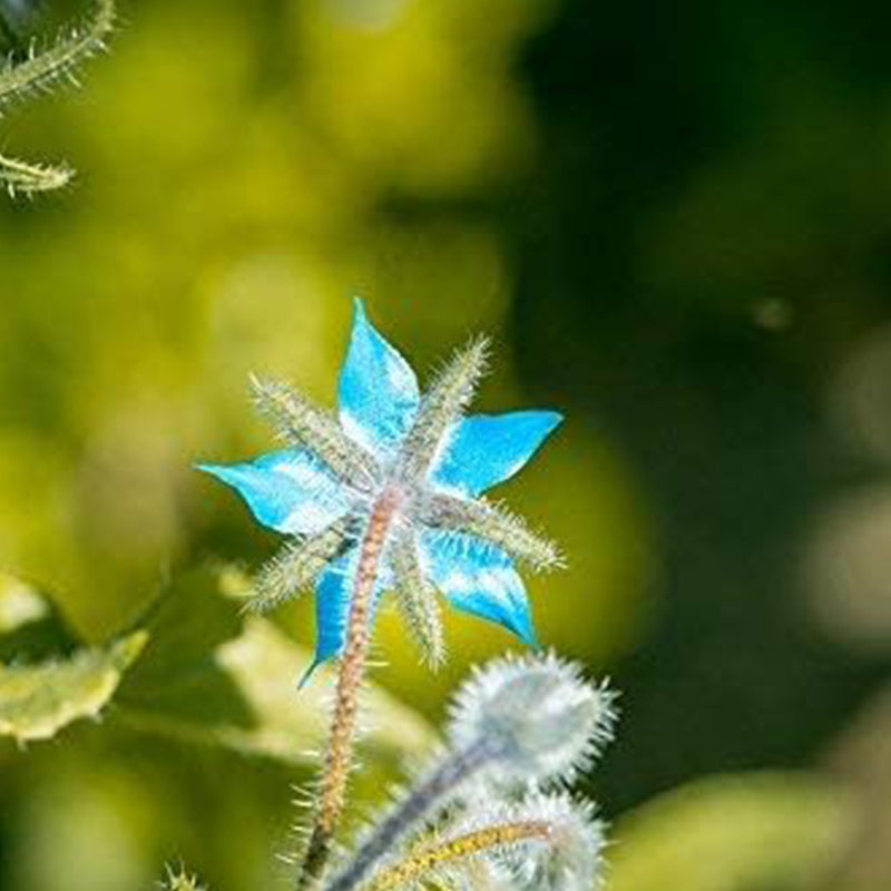 Borage Seeds - Starflower - Heirloom Non-GMO Herb Seeds for Planting an Herb Garden Borago Officinalis