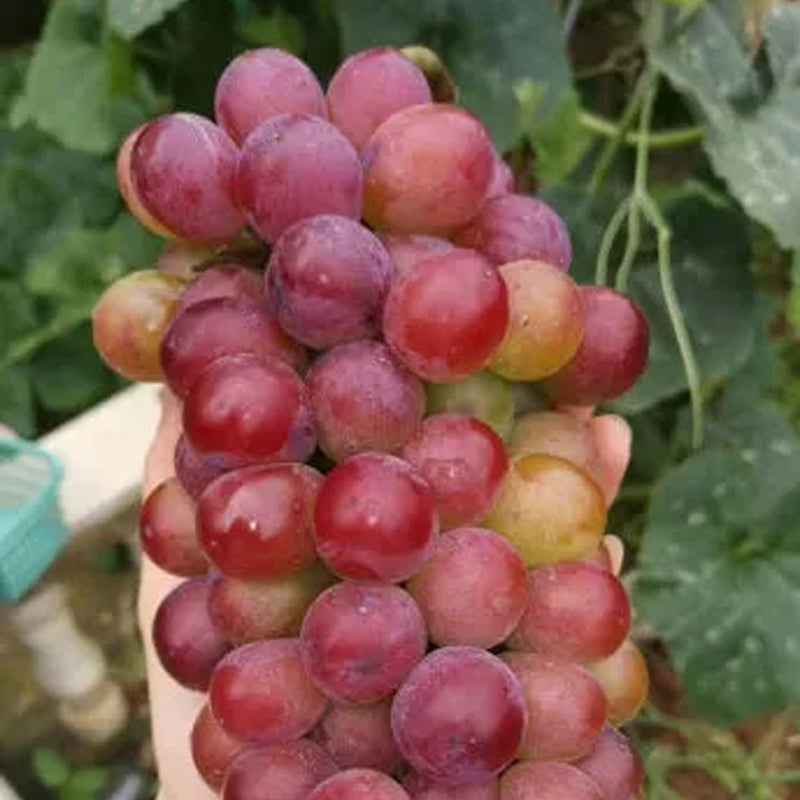 Midknight Beauty Grapes Seeds - Giant Rose (Rose scented)