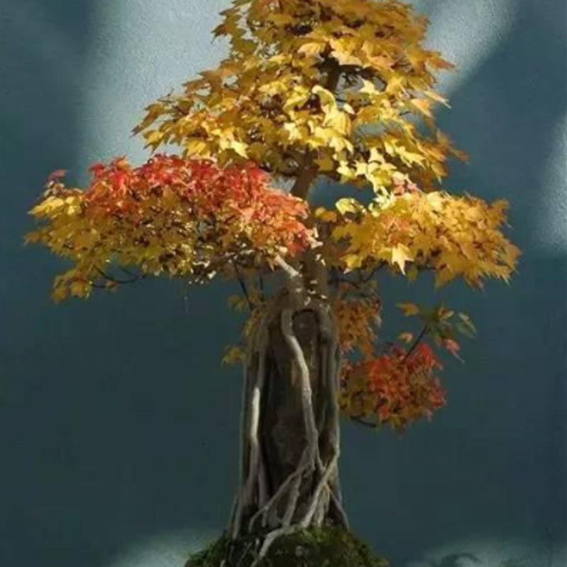 Semillas de arce tridente, árbol bonsái