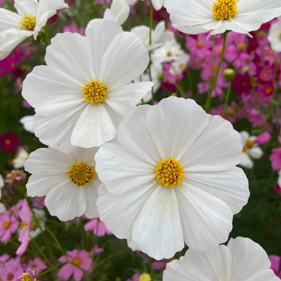 Crazy For Mixed Cosmos Flower Seed