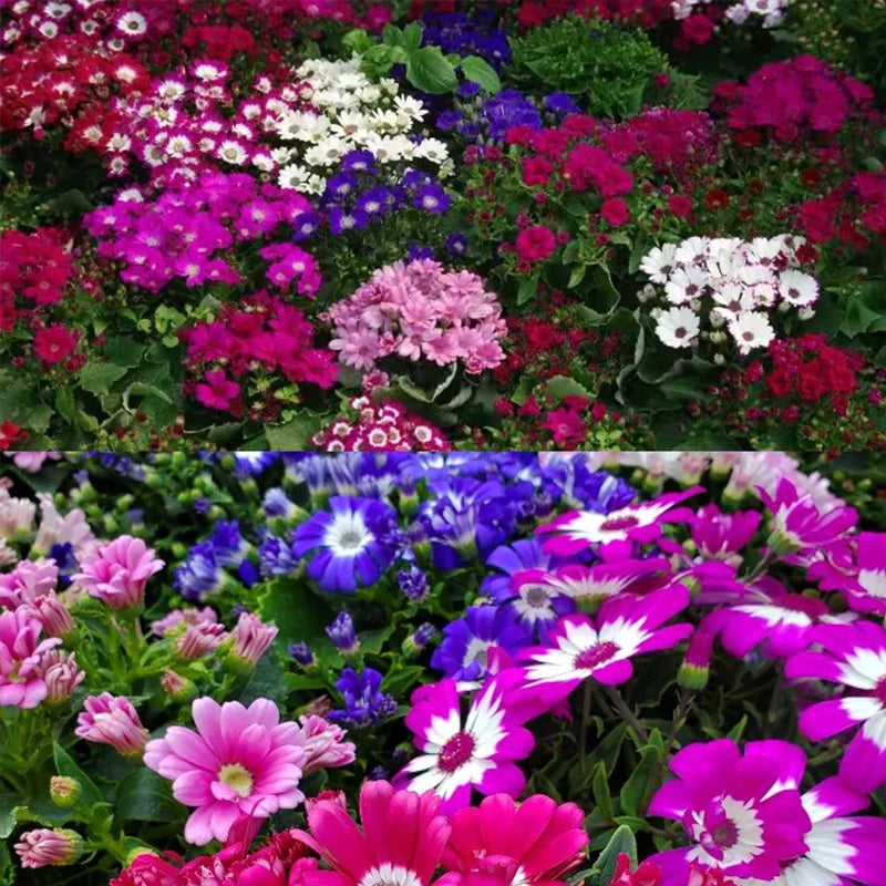 Cineraria Mix Flower Seeds
