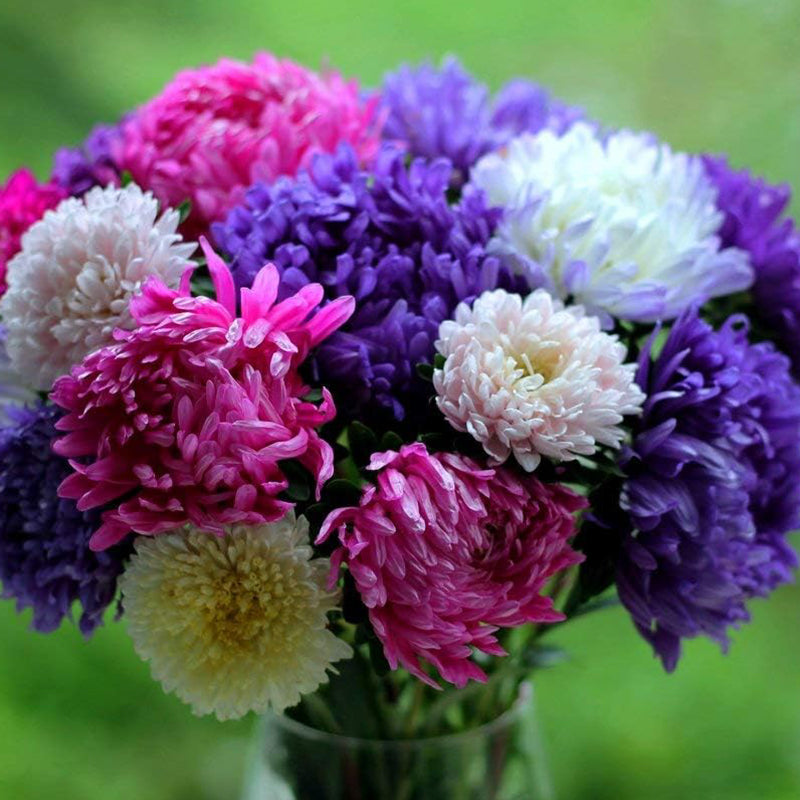 Mezcla de peonías y asters para plantar