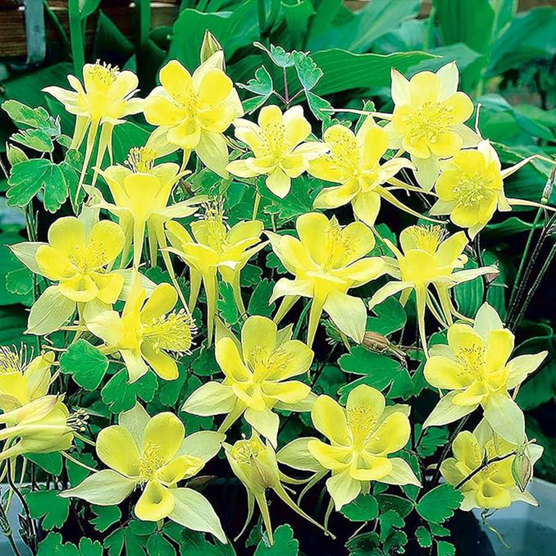 Semillas de aquilegia Semillas de aguileña Semillas de aquilegia Perenne de color amarillo brillante Atrae mariposas Resistente a ciervos y conejos Fragante Flor cortada Macizos Borde Exterior