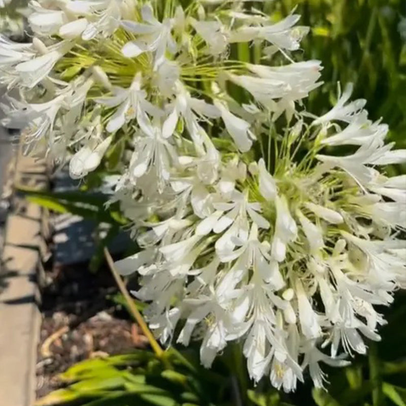 Agapanthus africanus 'Albus'