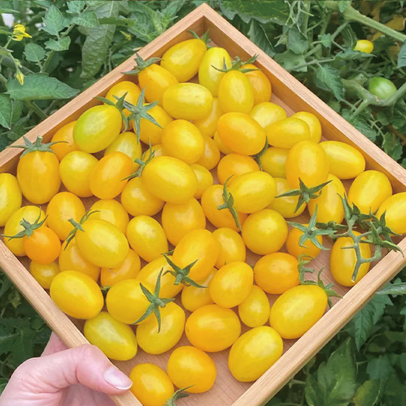 Semillas de tomate cherry amarillo de Patio Choice