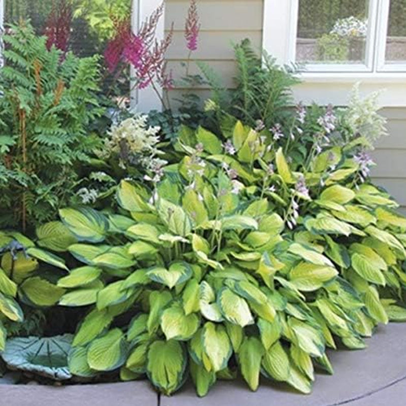 Plantas de raíces desnudas de hosta mixtas en forma de corazón: follaje verde intenso, bajo mantenimiento para su hogar y jardín