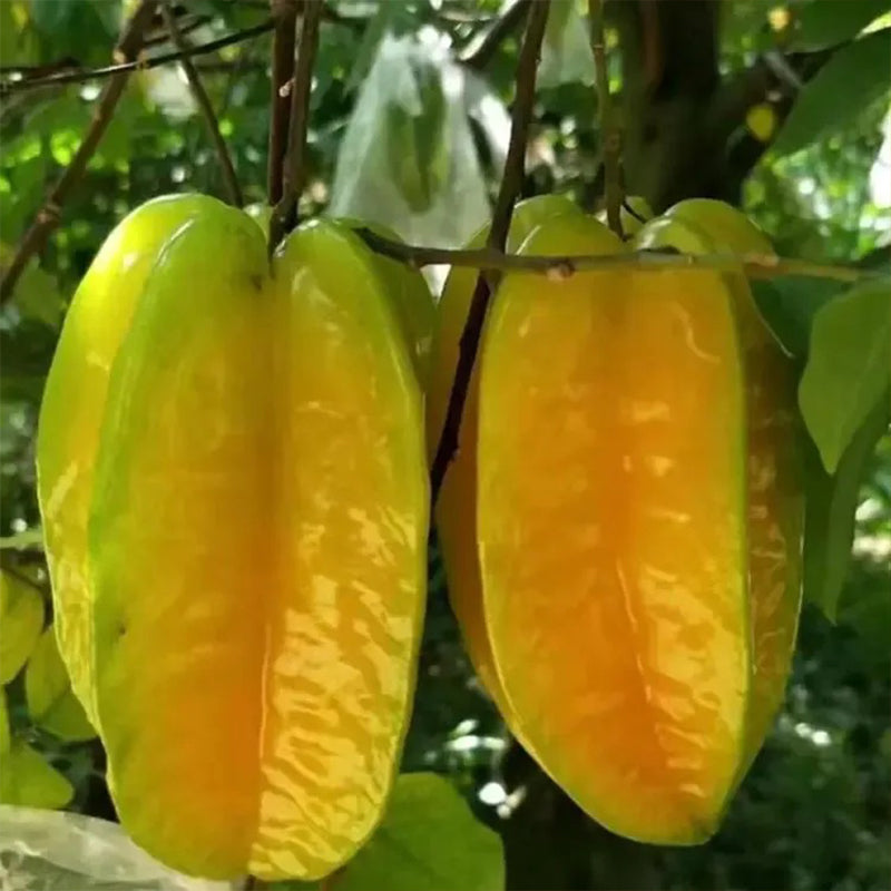 Sweet Starfruit Seeds-Four Seasons Potted