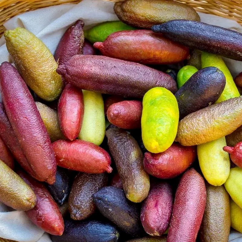 Finger Lime Seeds-Citrus Australasica