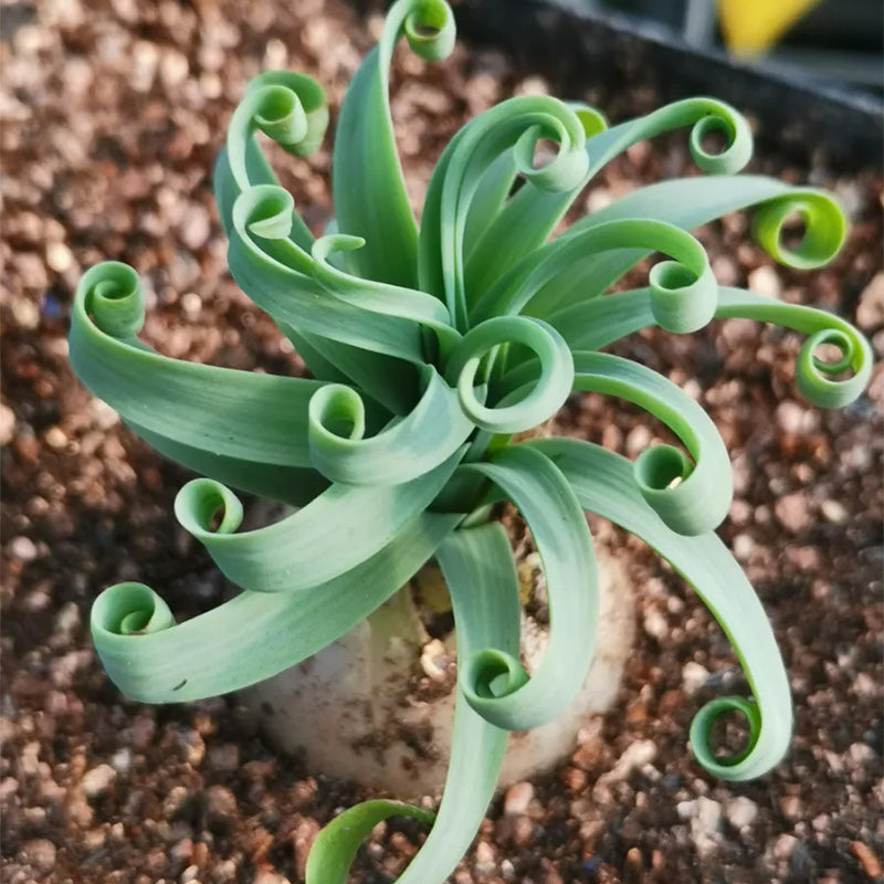 Rare Spring Grass Spiral Succulents