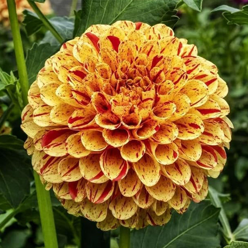 Semillas de flores raras de dalia pompon variabilis, hermosas plantas anuales para exteriores, perennes