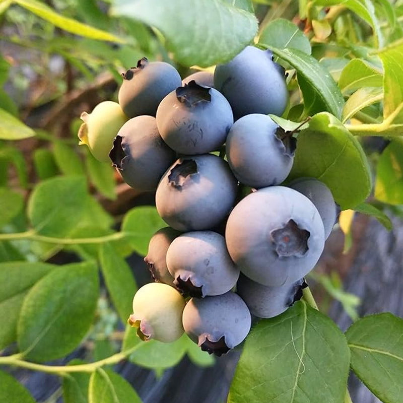 Semillas de arándanos Bayas Fruta fresca Semillas Perennes Exterior Interior