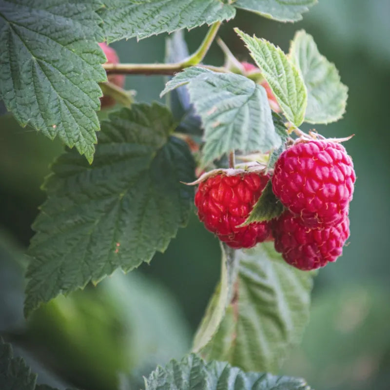 Red Raspberry Seeds