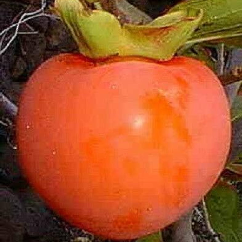 Semillas de frutos del árbol de caqui Diospyros Hachiya Planta alta en maceta Fruta de gran sabor