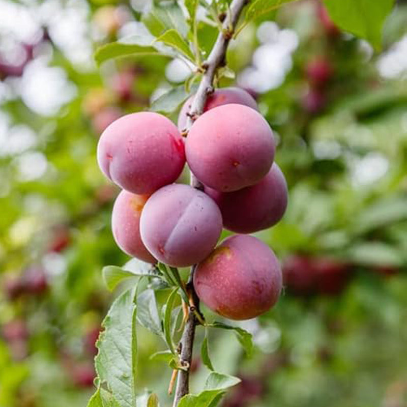 Semillas de árbol/arbusto frutal de ciruelo de playa, nombre botánico: Prunus maritima, familia: Rosaceae