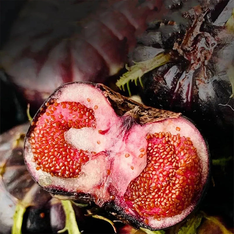 Small Version Of Pumpkin-Red Ginseng Seeds