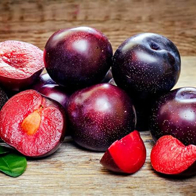 Semillas de ciruelo rojo americano para plantar, nombre botánico: Prunus americana, excelente regalo para el jardín de su casa