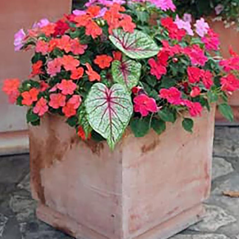 Florida Sweetheart Caladium Pink Strap Large Root Stunning Pink Foliage