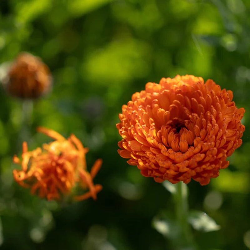 Neon Calendula
