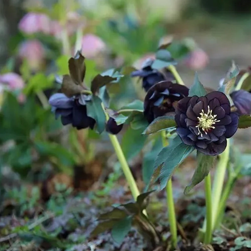 Rosa navideña-Eléboro negro