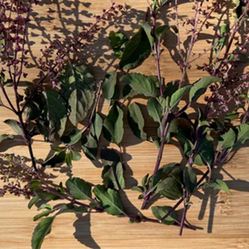 Tulsi / Albahaca sagrada: Rama