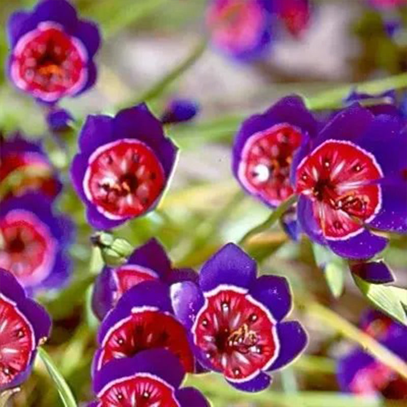 Radianes de Geissorhiza