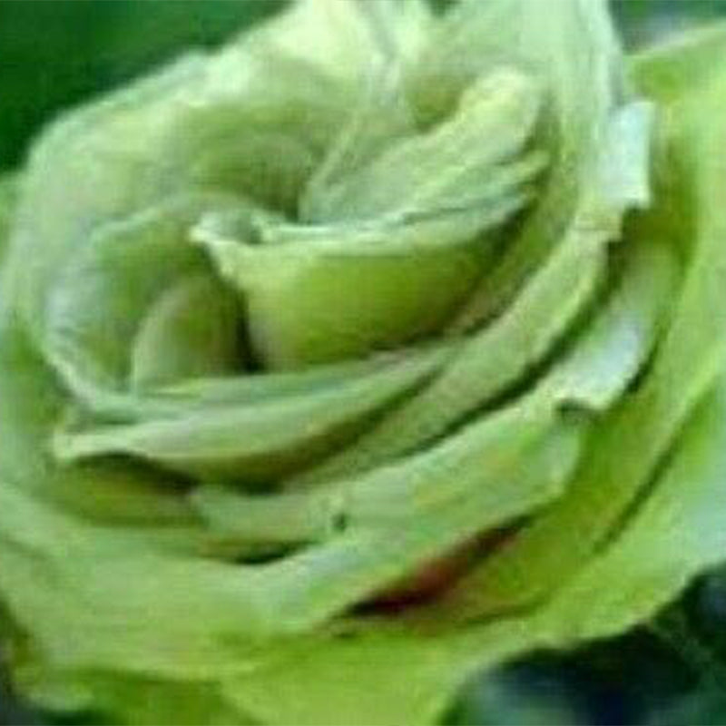 Rosa verde Rosa Flores Semillas Arbusto Arbusto Perenne Flor