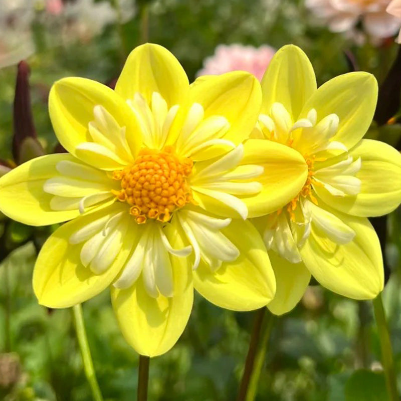 Bright Yellow Dahlia Seeds