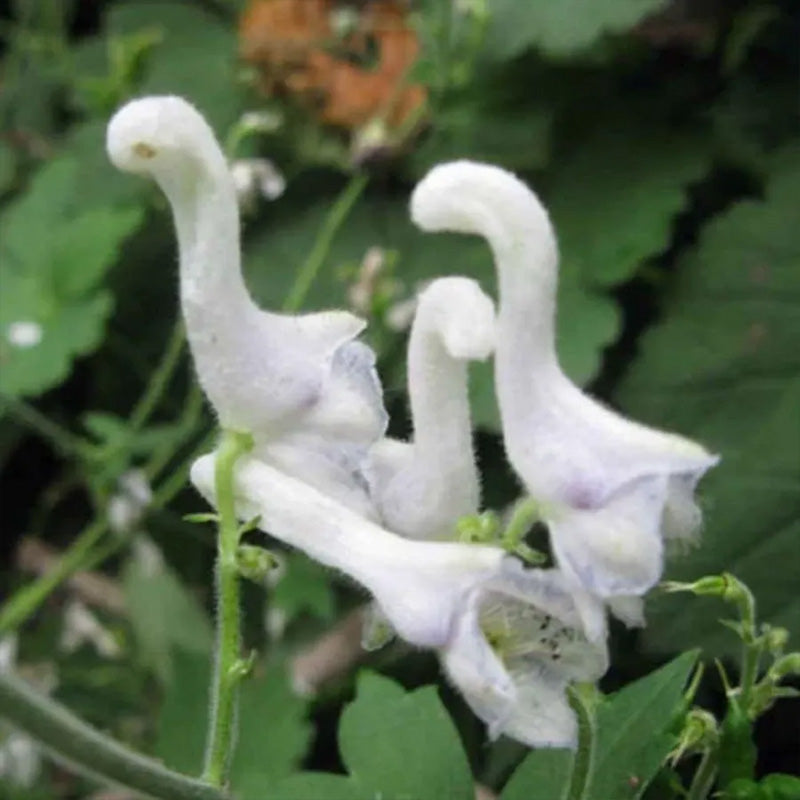 Rare Swan Flowers Seeds