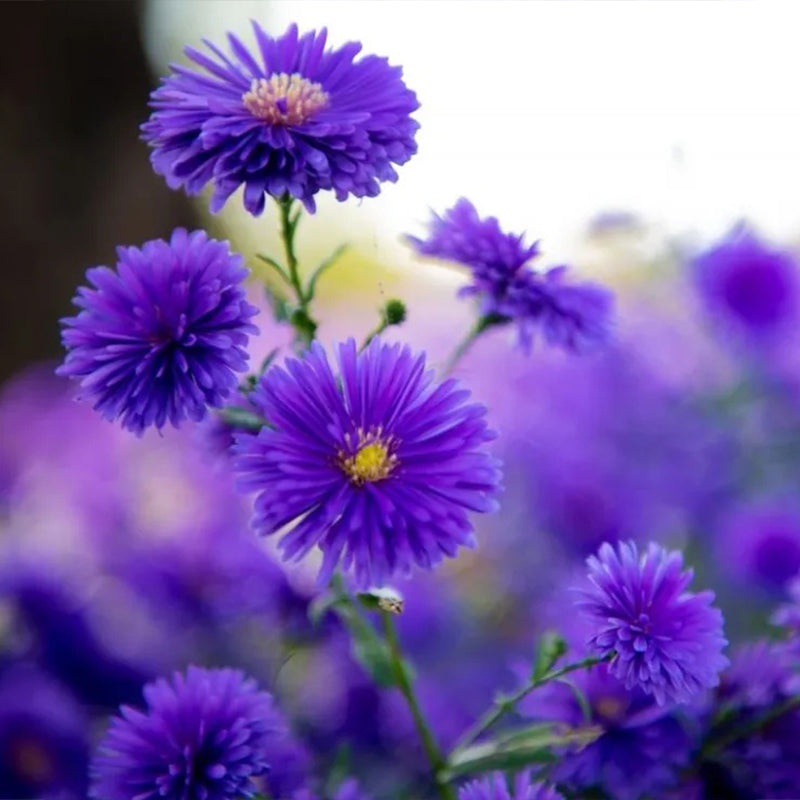 Margaritas moradas: gema amatista