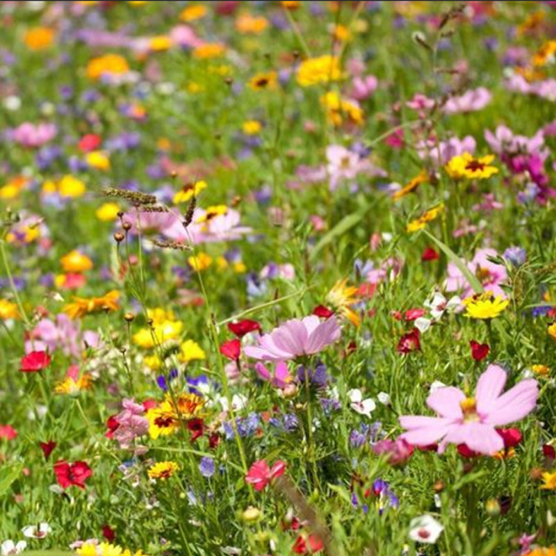Mezcla de semillas para jardín de mariposas monarca