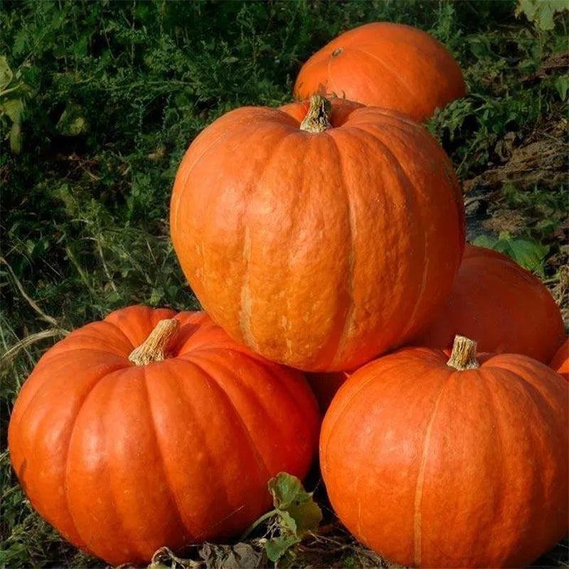 Calabaza alce grande