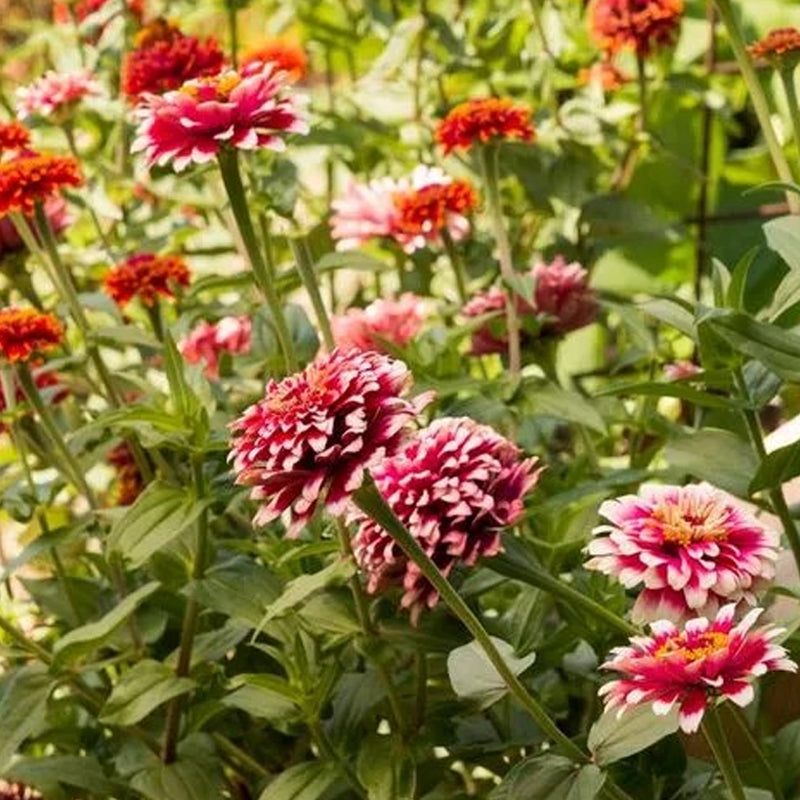 Semillas de zinnia dragón oculto