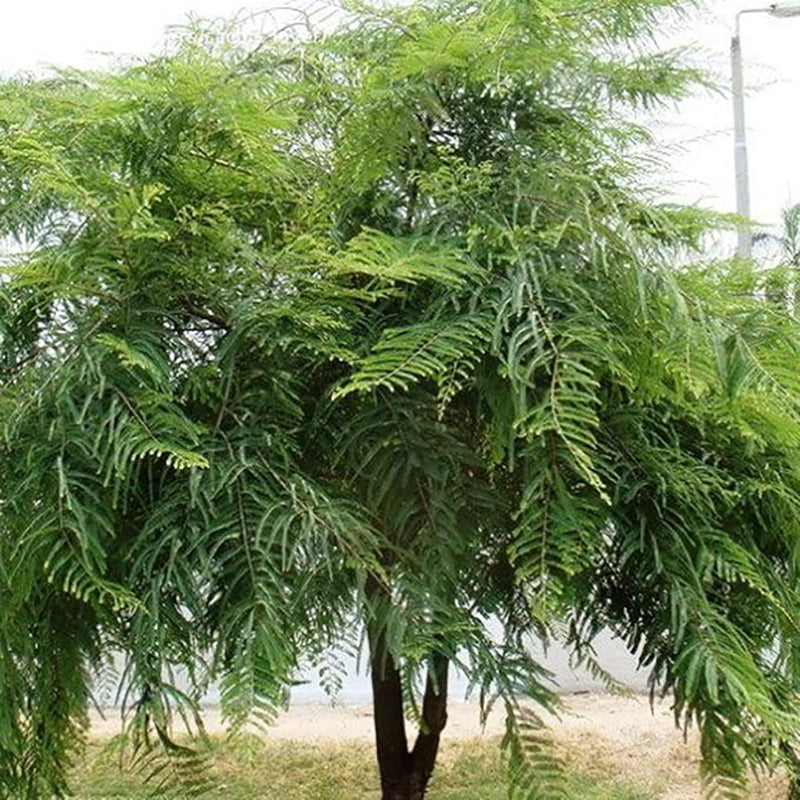 Phyllanthus Emblica, Grosella espinosa india Fruto comestible Árbol ornamental de hoja caduca Equipo de supervivencia Alimentos Semillas