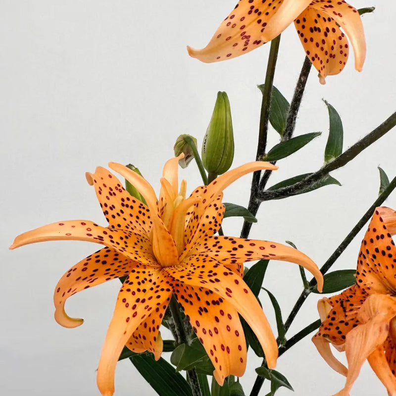 Old-Favorite Tiger Lily Seeds