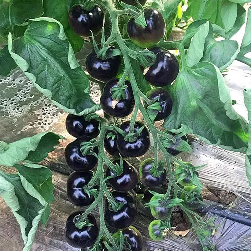 Tomate negro - Reina de belleza negra