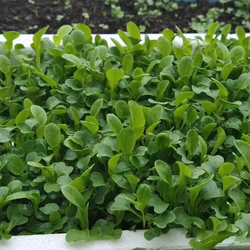 Semillas de Brassica Rapa Chinensis, semillas de Pakchoi, repollo blanco chino, semillas de hortalizas para plantar