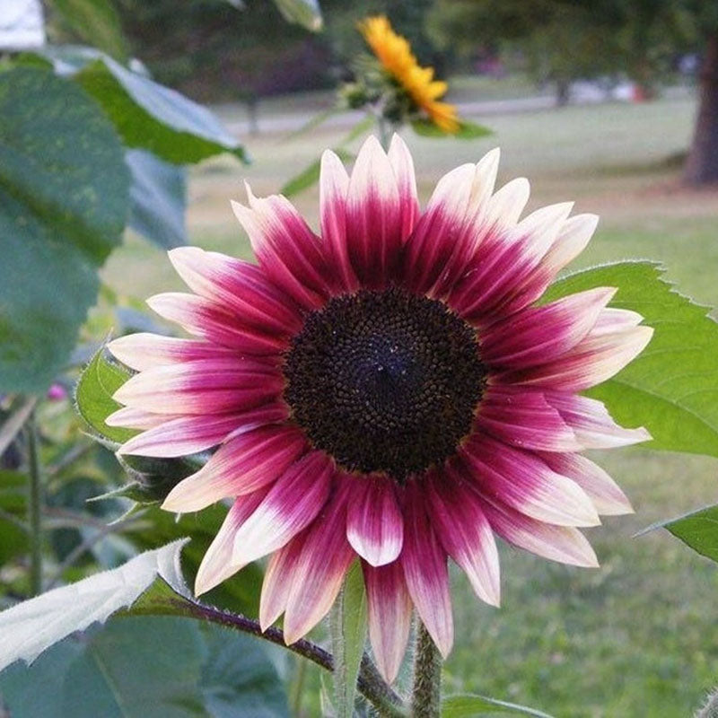 Strawberry Blonde Hybrid Sunflower Seeds