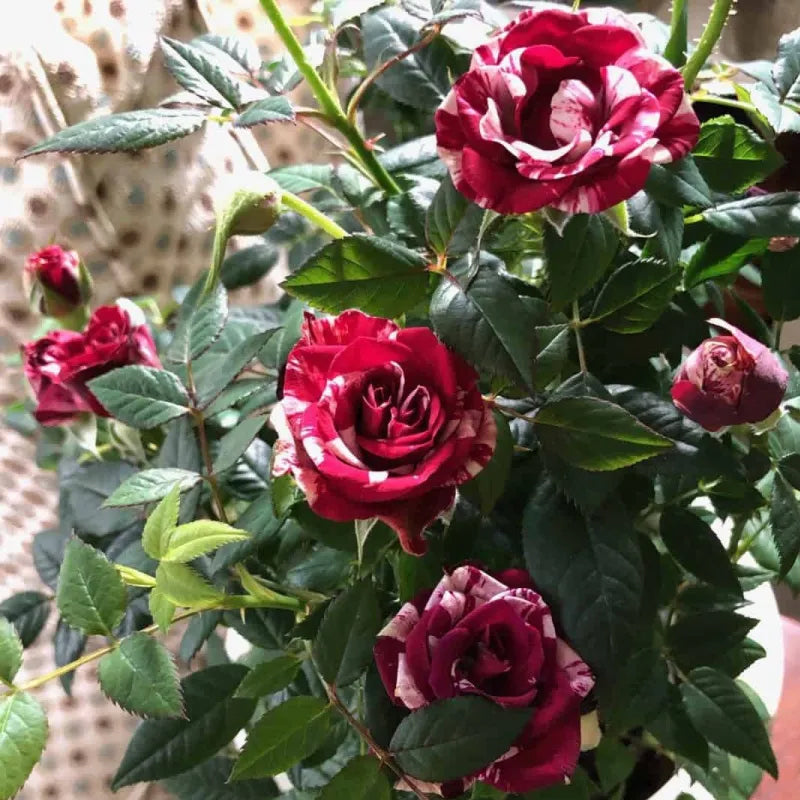 Rosa roja blanca Rosa miniatura