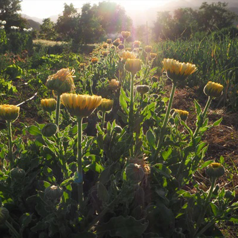 Sorbete de limón y caléndula