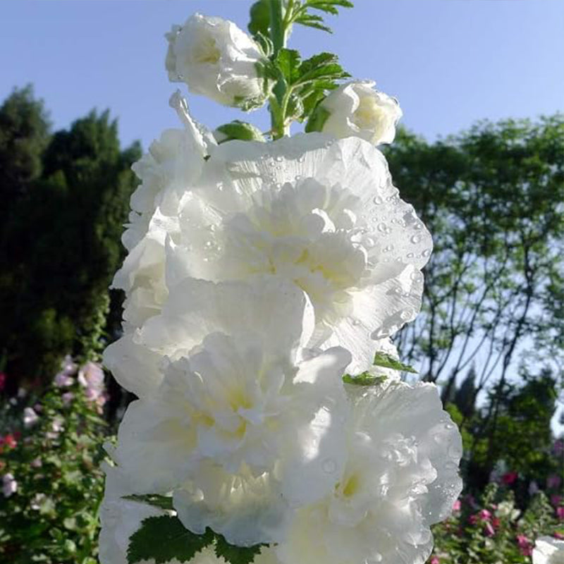 Semillas de malvarrosa Carnival Mix Semillas de flores de malvarrosa doble, semillas de flores para plantar