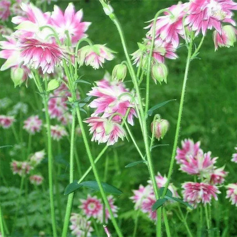 NORA BARLOW Pink COLUMBINE Aquilegia Caerulea Flower Seeds