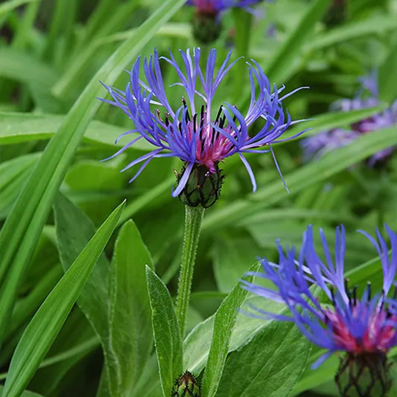 Centaurea montana- Bachelor Buttons