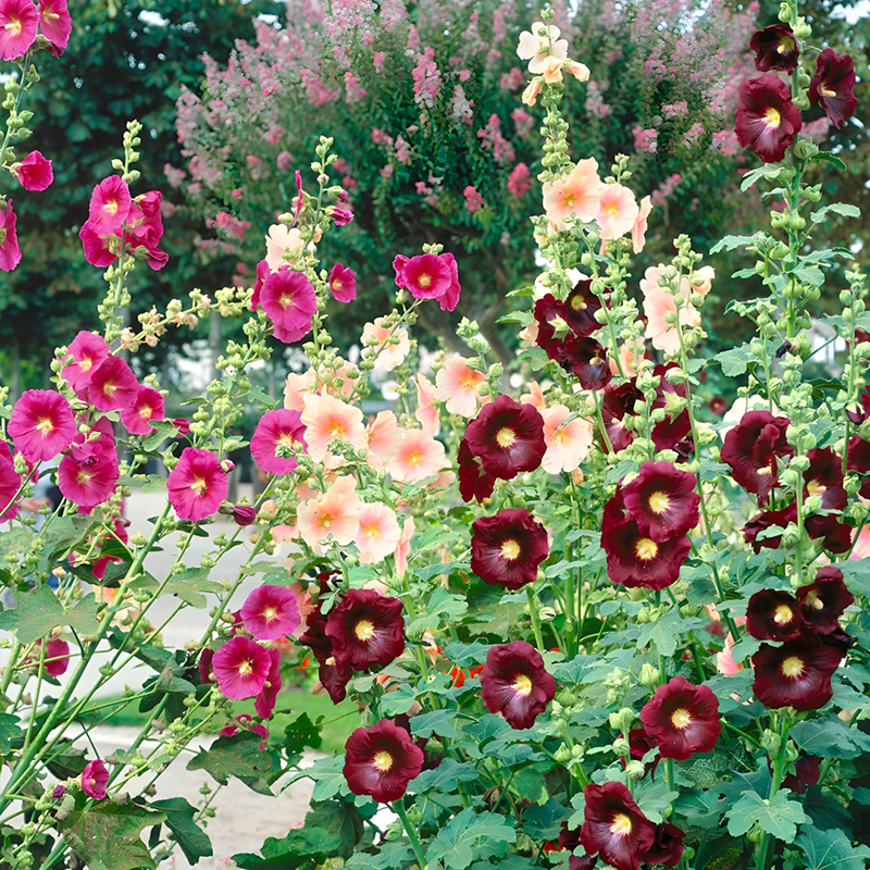 Hollyhock Seeds - Single Mix