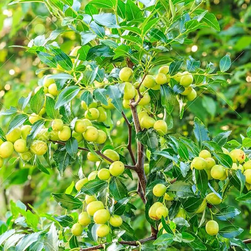 Green Giant Sweet Jujube Fruit Apple Jujube