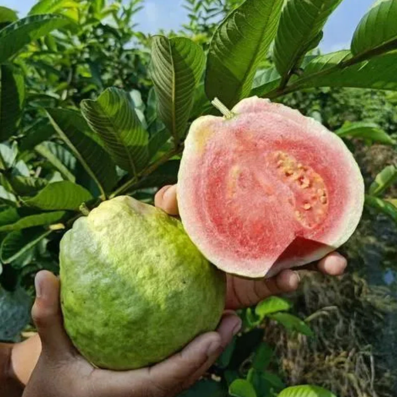Strawberry Guava Seeds