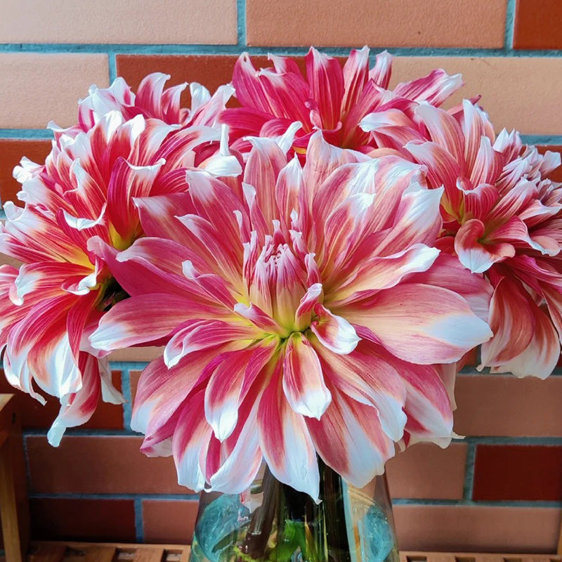 Red & White Mixed Dahlia Seeds